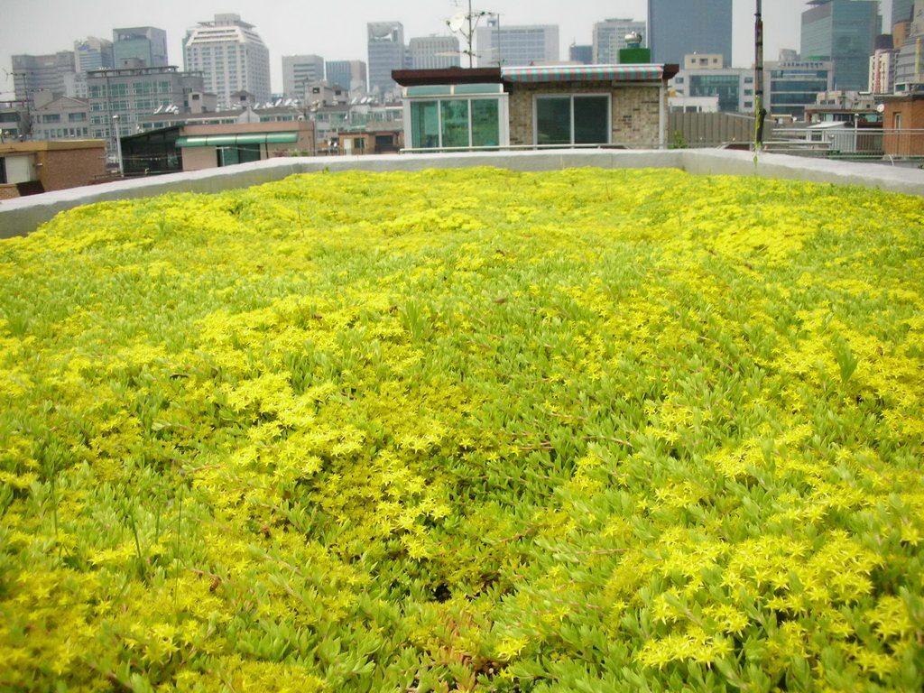 캉스키즈어린이집 옥상정원 전경 (서울 강남구)