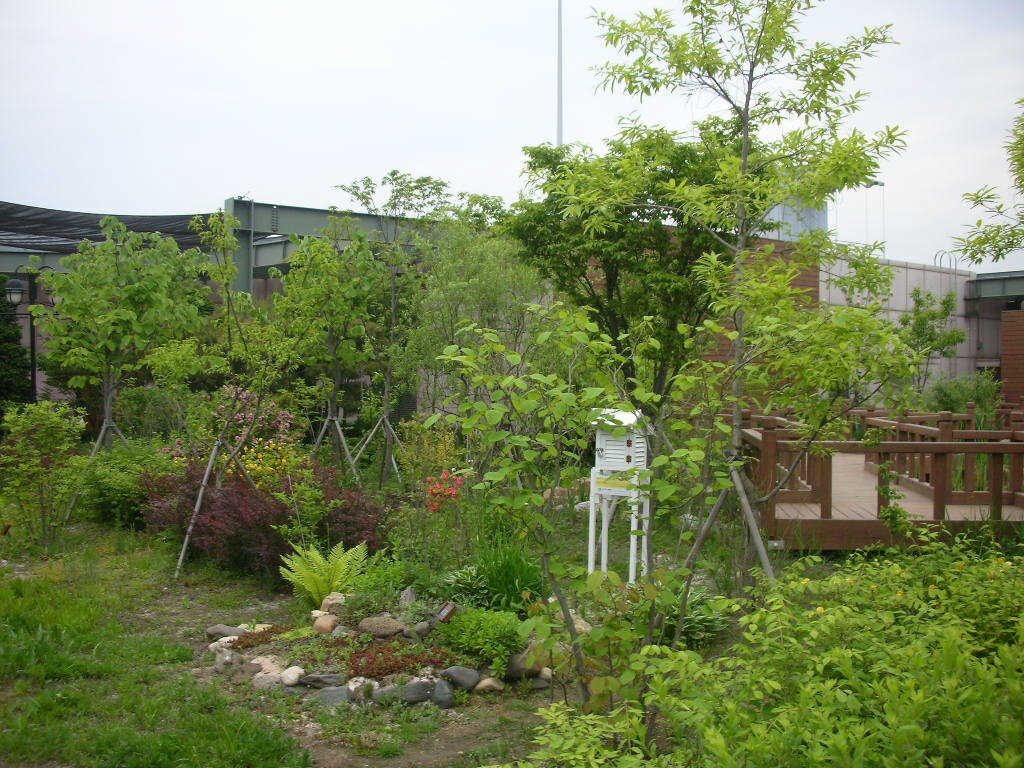 롯데백화점 일산점 옥상비오톱 초지와 덤불숲 (경기 고양시)