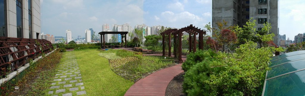 경기문화재단 옥상정원 노란 장미 (경기 수원시)