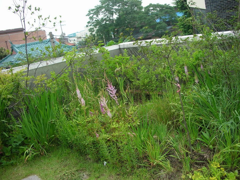 참사랑어린이집 옥상 습지와 초지 식재 (경기 안성시)