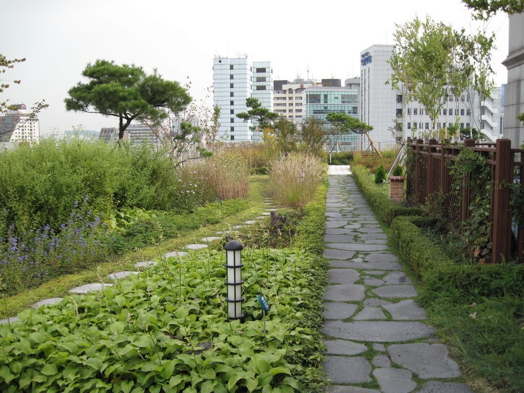 헌법재판소 옥상정원 가을 수크령과 구절초 (서울 종로구)