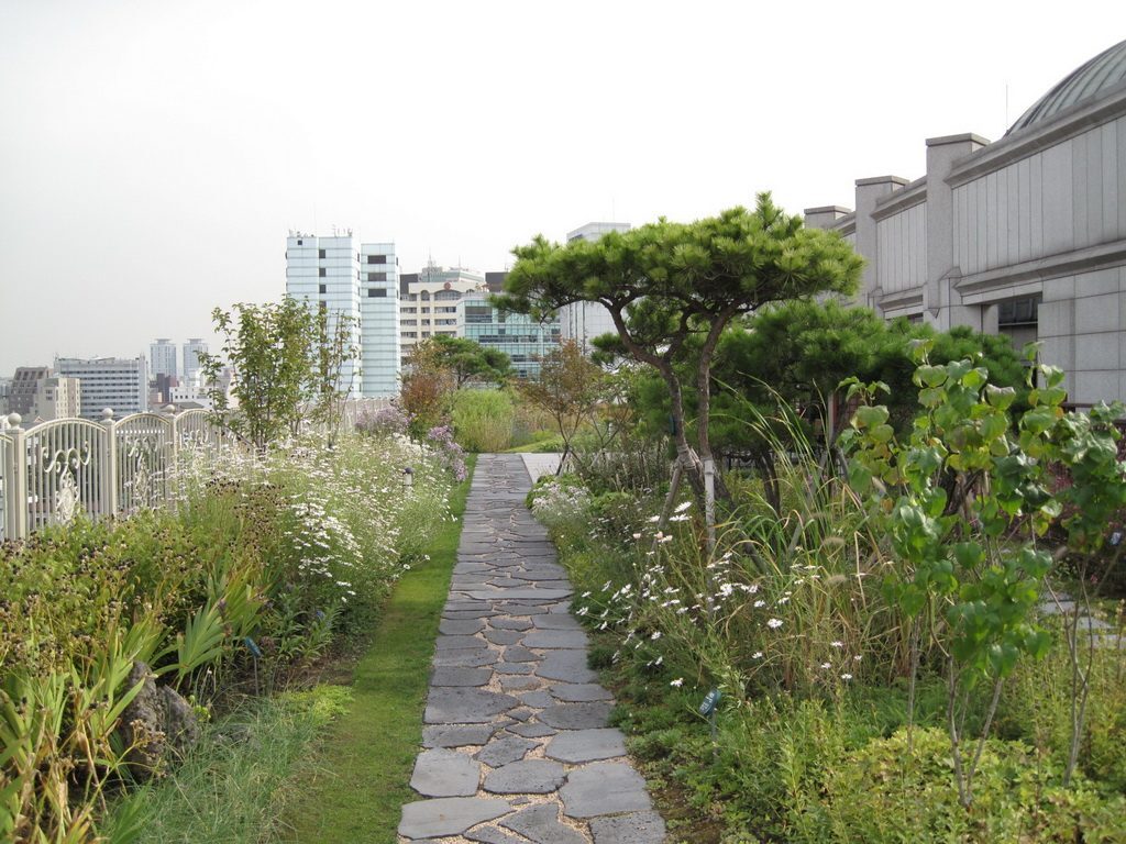 헌법재판소 옥상정원 가을 범부채 열매 (서울 종로구)