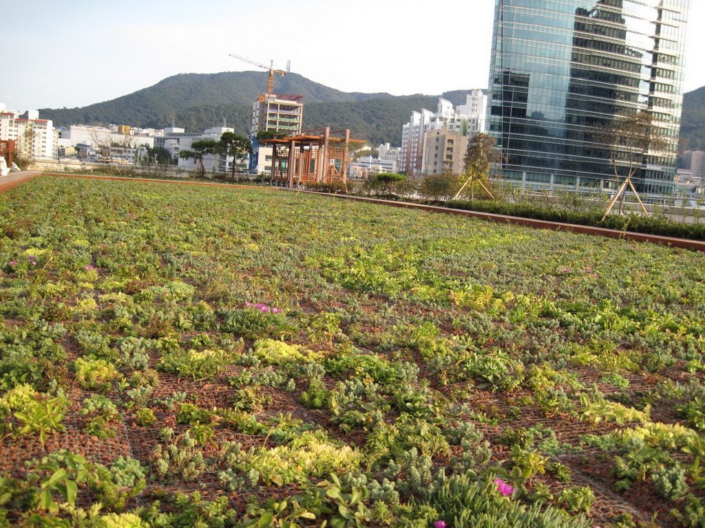 부산시청사 옥상 습지비오톱과 교관목 식재 (부산 연제구)
