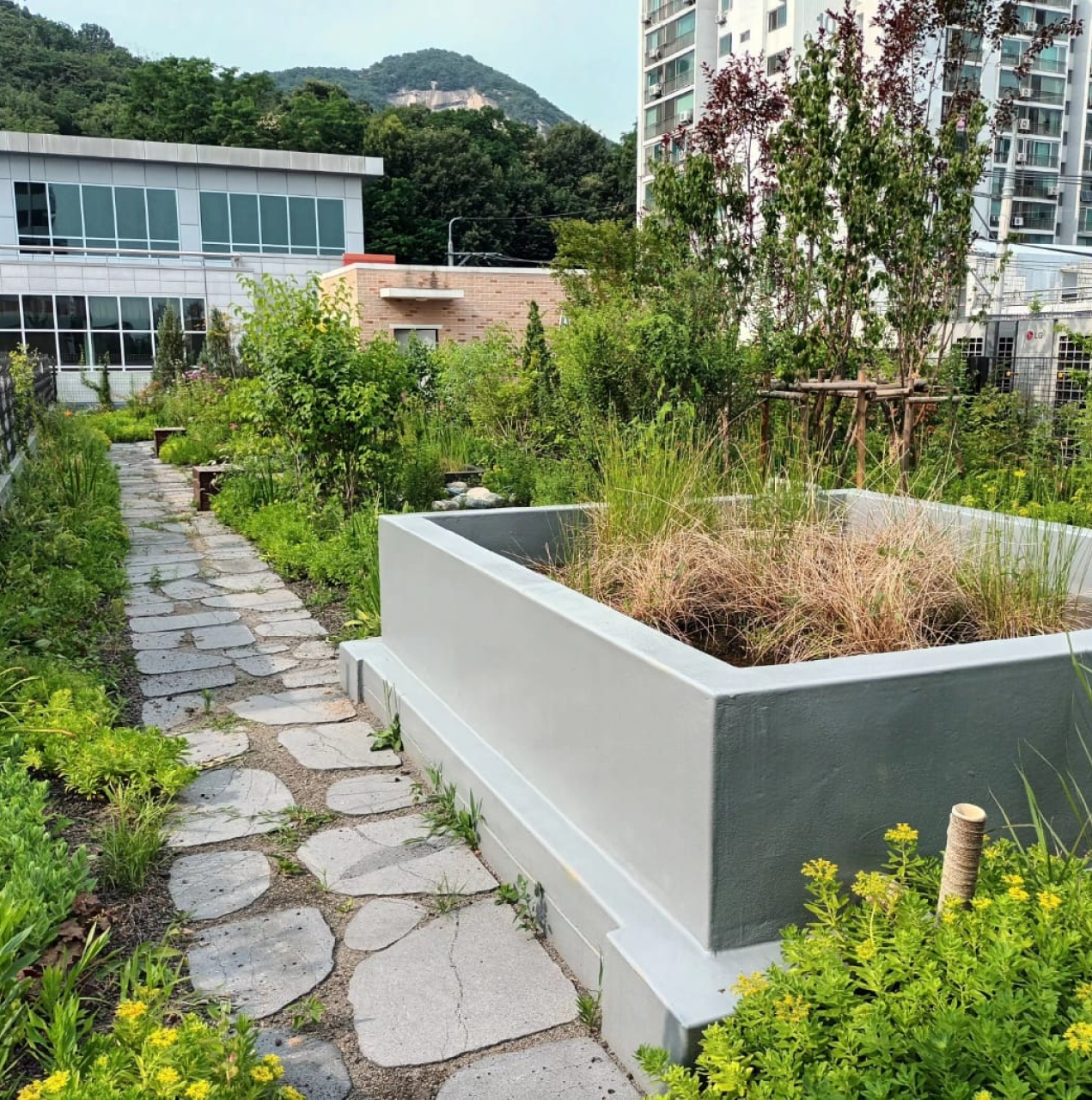 온곡초등학교 옥상 습지와 수생식물