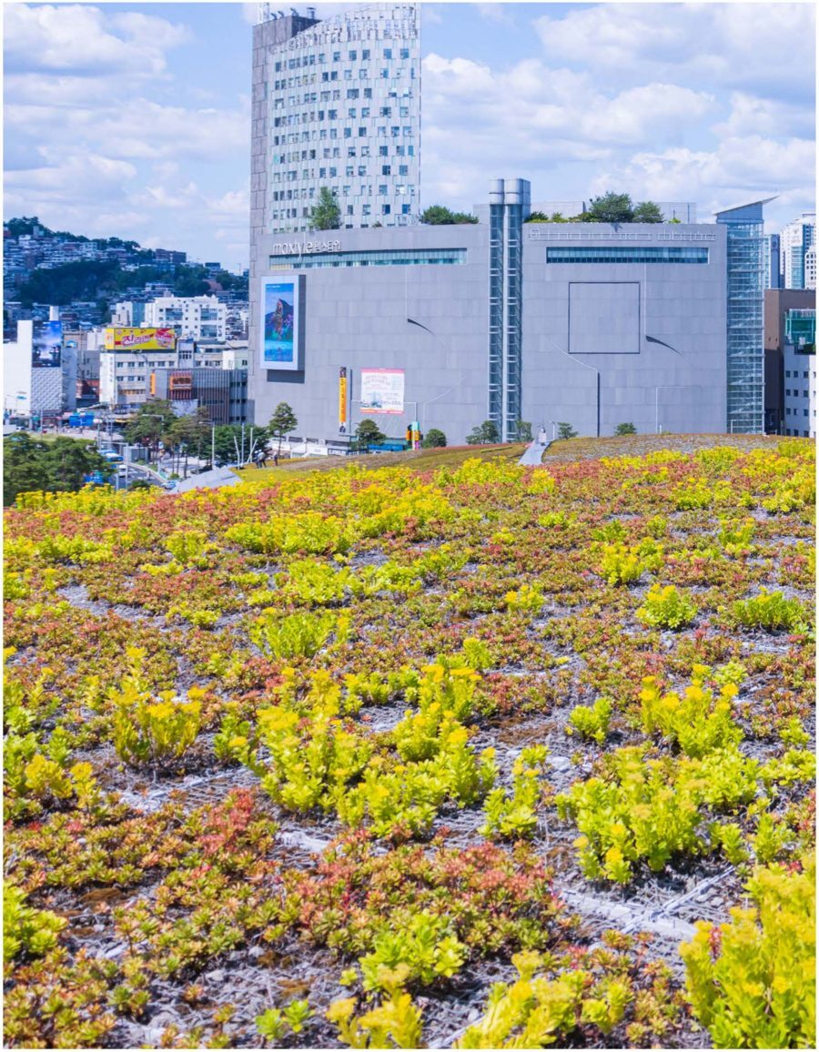 DDP 옥상녹화